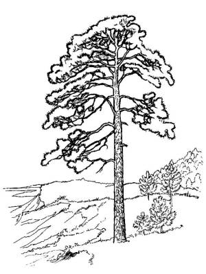 Раскраски Сосна