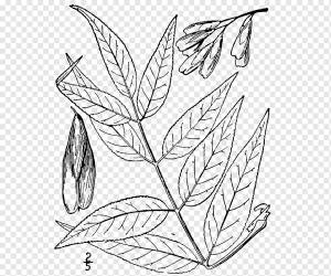 Веточка Голубой ясень Fraxinus angustifolia Аскур Зеленый ясень, fraxinus, лист, фал, другие png