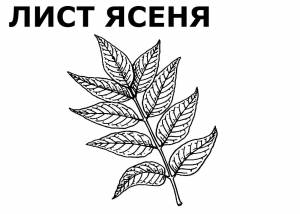 Лист ясеня рисунок