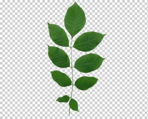 Fraxinus americana Зеленый ясень Лист европейского ясеня, ясеня орегона, png