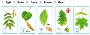 Картинки листья ясеня окружающий мир