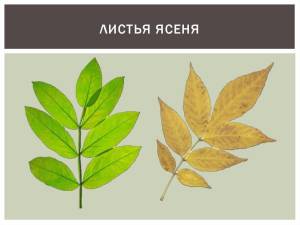 Картинки листья ясеня окружающий мир