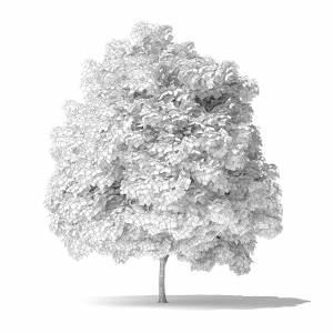 Зеленый ясень 3D модель 4