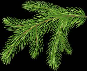 Картинка еловая ветка в png без фона