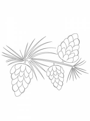 Раскраска Елочная ветка картинка для детей