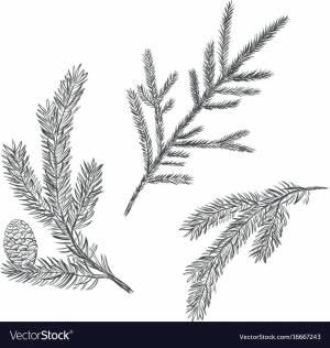 Ветка елки карандашом
