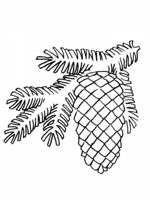 Раскраска Елочная ветка   в формате