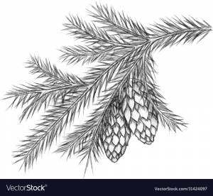 Ветка ели рисунок