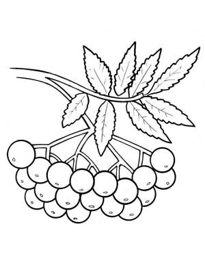 Раскраски Ветка рябины