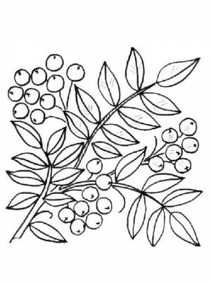 Раскраска Ветка рябины   в формате