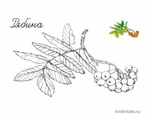 Ветка рябины» раскраска для детей