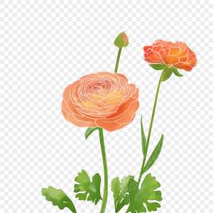 лютик PNG рисунок, картинки и пнг прозрачный для й загрузки