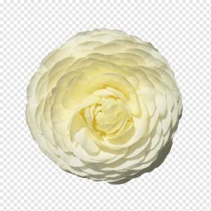 Лютик png
