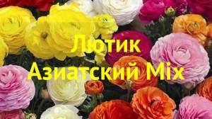 Лютик азиатский Микс
