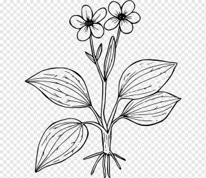Ranunculus glaberrimus Книжка-раскраска Цветочный лист Завод, подорожник, ребенок, лист, ветка png