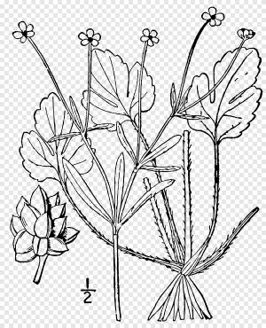 Лютик Ranunculus micranthus Стебель растения Форб, растение, лист, ветка png