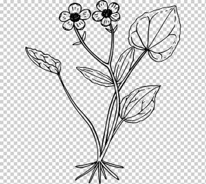 Рисунок Ranunculus glaberrimus, горный контур, белый, лист, фал png
