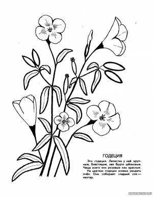 Раскраска цветы из красной книги
