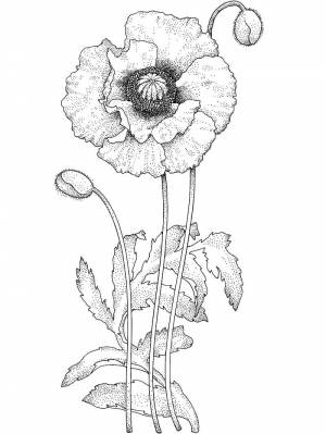 Раскраска Цветок Мака 2