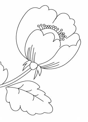 Раскраска Цветочек мак