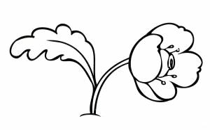 Раскраска Мак растёт