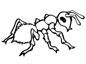 Раскраска Муравей 9