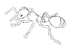 раскраски муравей муравьи