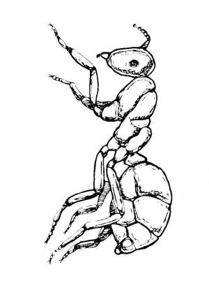 Раскраски Раскраска Муравей муравей муравей