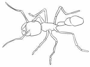Раскраска Муравей 1