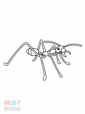 Раскраска Муравей сто друзей