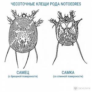 Чесоточный клещ