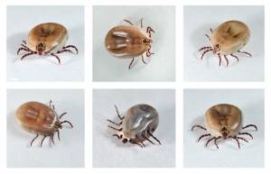 Ixodes ricinus