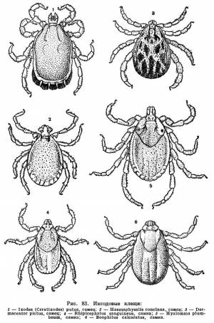 Ixodidae) Семейство Иксодиды, Иксодовые клещи, Family Ixodidae