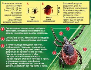Клещи проголодались! За выходные в области
