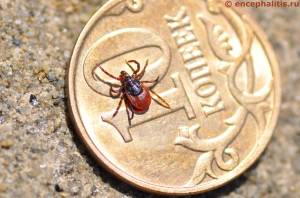 Ixodes persulcatus » Энцефалит