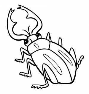 Жук
