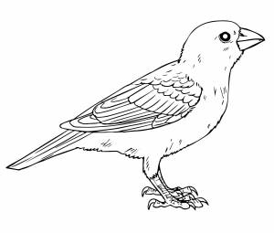 Настоящий воробей