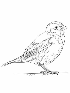 Раскраска Воробей   в формате