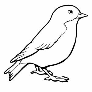 Красивый воробей