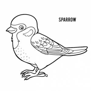 Книжка-раскраска для детей, воробей