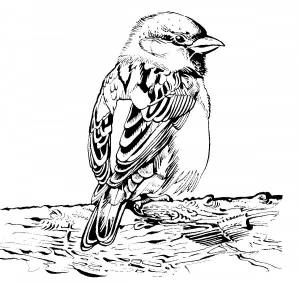 Воробей вполоборота