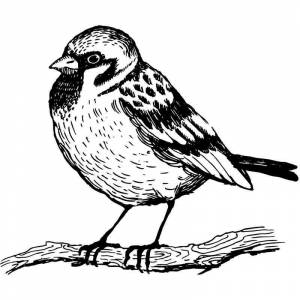 Раскраска Воробей сидит на ветке