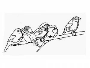 Раскраска Воробей