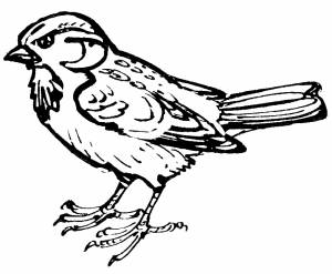 Раскраска Бойкий воробей