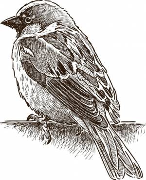 Книжка-раскраска для детей, воробей Иллюстрация вектора