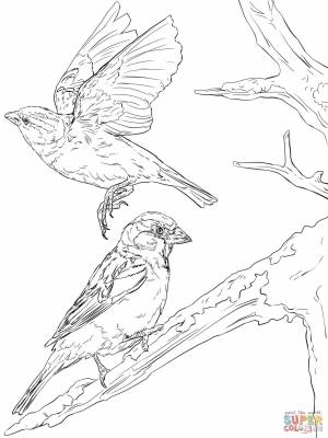 Раскраска Английские воробьи