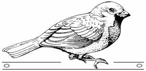 Раскраски Раскраска Воробей птицы