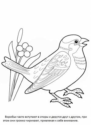 Раскраска воробей для детей