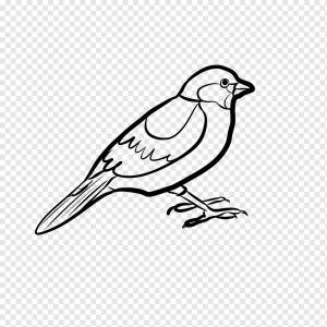Птица, Воробей, Орнитология, Штриховая графика, Живая природа, Клюв, png