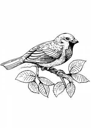 Птица воробей раскраска